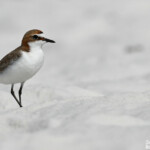 Red-capped Plover, Pluvier à tête rousse, Whitsunday Islands