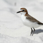 Red-capped Plover, Pluvier à tête rousse, Whitsunday Islands