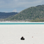 Australian pied Oystercatcher, Huîtrier à long bec, Whitsunday Islands
