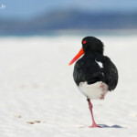 Australian pied Oystercatcher, Huîtrier à long bec, Whitsunday Islands