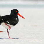 Australian pied Oystercatcher, Huîtrier à long bec, Whitsunday Islands