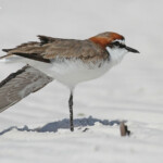 Red-capped Plover, Pluvier à tête rousse, Whitsunday Islands