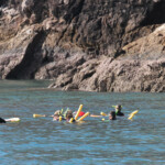 Snorkeling dans les Whitsunday Islands