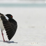 Australian pied Oystercatcher, Huîtrier à long bec, Whitsunday Islands