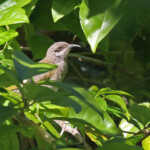 Méliphage à oreillons gris, îlot Hyega