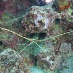 Langouste peinte, panulirus versicolor
