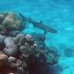 Requin à pointe blanche