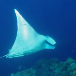 Raie manta dans la passe de Pouembout