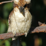Laughing kookaburra, Jardin botanique de Brisbane