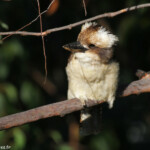 Laughing kookaburra, Jardin botanique de Brisbane