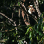 Laughing kookaburra, Jardin botanique de Brisbane