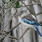 Kookaburra à ailes bleues, Magnetic Island