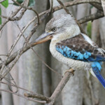 Kookaburra à ailes bleues, Magnetic Island