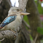 Kookaburra à ailes bleues, Magnetic Island
