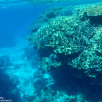 Récif dans le lagon de la zone VKP