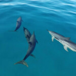 Dauphins à long bec