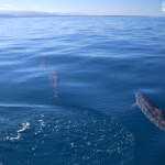 Dauphins à long bec