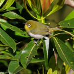 Zostérops à dos vert, Parc des grandes fougères