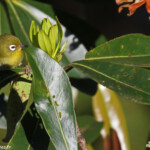 Zostérops à dos vert, Parc des grandes fougères