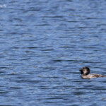 Musk duck, Erismature à barbillons sur le Lac McKenzie