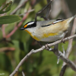 Striated pardalote, Pardalote à point jaune, Fraser Islan