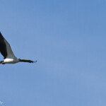 White-bellied Sea-Eagle, Pygargue blagre au-dessus du Lac McKenzie