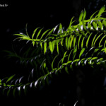 Plantes épiphytes dans la rain Forest