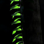 Plantes épiphytes dans la rain Forest