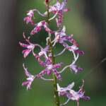 Orchidées, Fraser Island