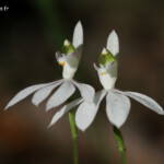 Orchidées, Fraser Island