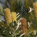 White throated honeyeater, Méliphage à menton blanc, Fraser Island