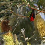 Scarlet honeyeater, Myzomele écarlate, Fraser Island