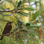 Scarlet honeyeater, Myzomele écarlate, Fraser Island
