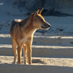 Dingo sur Fraser Island