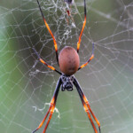 Araignée, Fraser Island