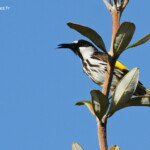 White-cheeked honeyeater, Méliphage fardé, Fraser Island