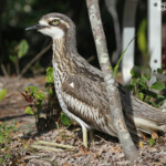 Bush Thick-knee, Oedicneme bridé, Fraser Island