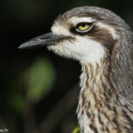 Bush Thick-knee, Oedicneme bridé, Fraser Island