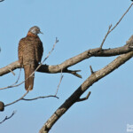 Bar-shouldered dove , Géopélie à nuque rousse, Fraser Island
