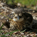 Bush Thick-knee, Oedicneme bridé, Fraser Island