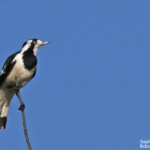 Magpie-lark, Gralline pie, Fraser Island