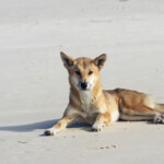 Dingo sur Fraser Island