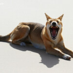 Dingo sur Fraser Island