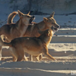 Dingo sur Fraser Island