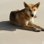 Dingo sur Fraser Island