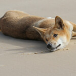 Dingo sur Fraser Island