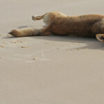 Dingo sur Fraser Island