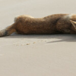 Dingo sur Fraser Island