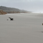 Dingo sur Fraser Island