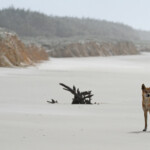 Dingo sur Fraser Island